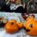 Halloween by Kjellvertz