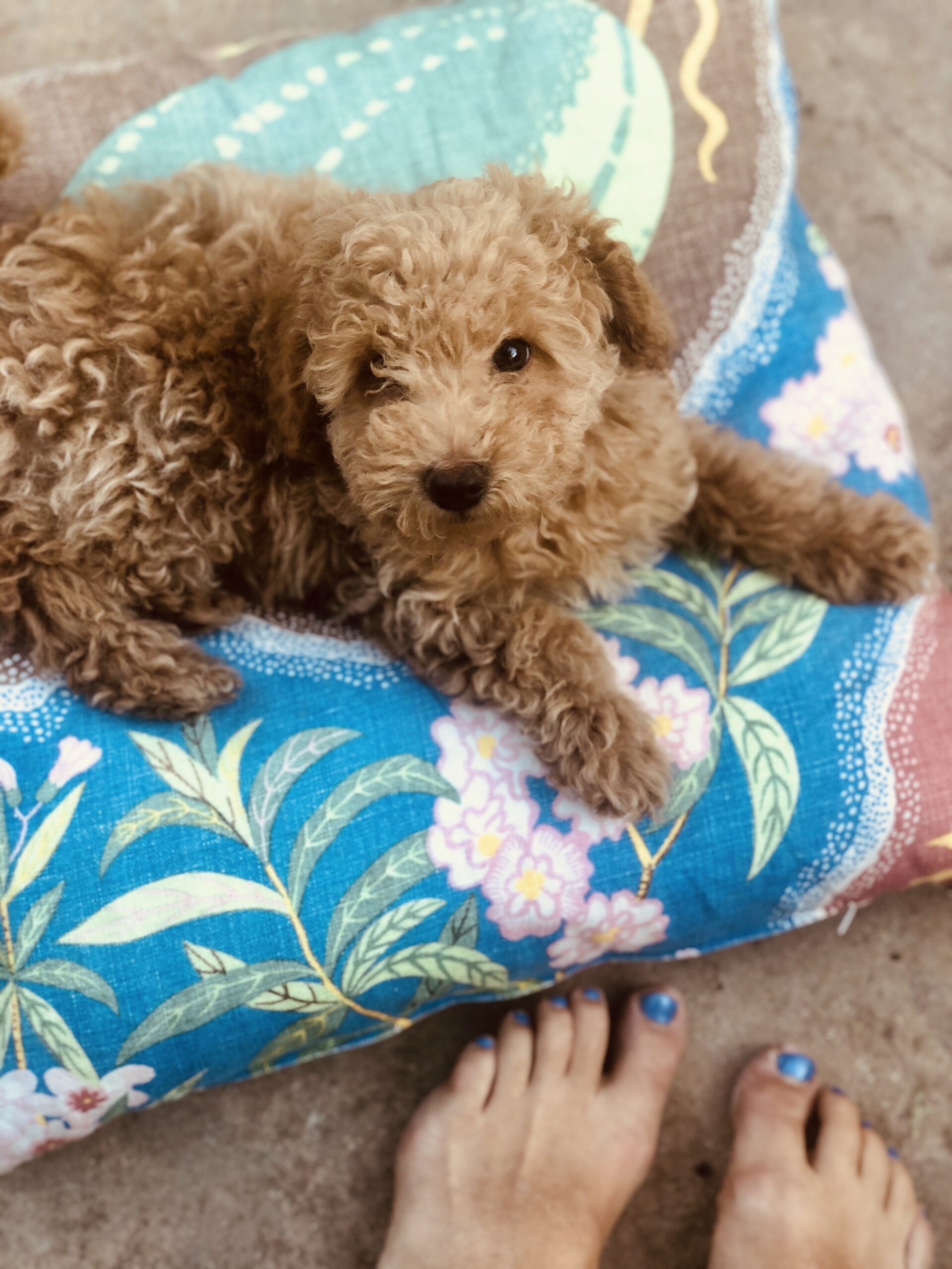 Teddy