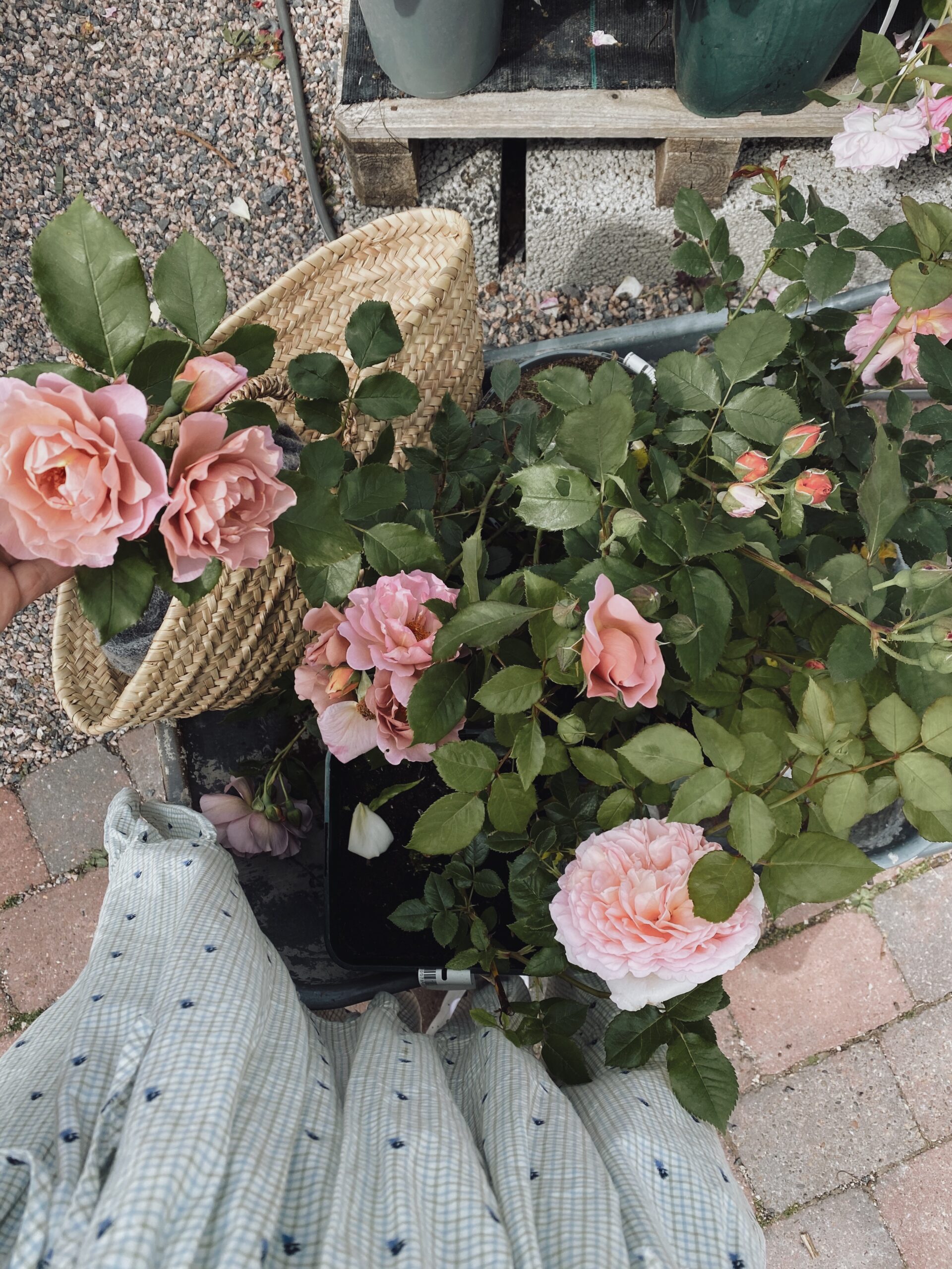 Första veckan på sommarlovet