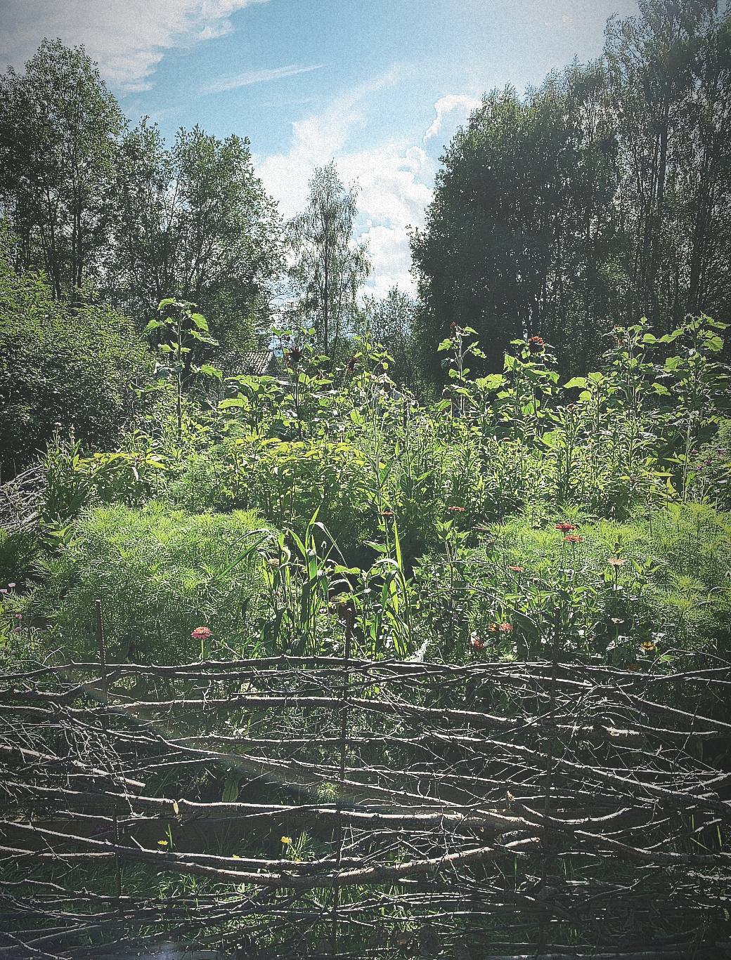 Studiebesök hos Skogsbrynets trädgård
