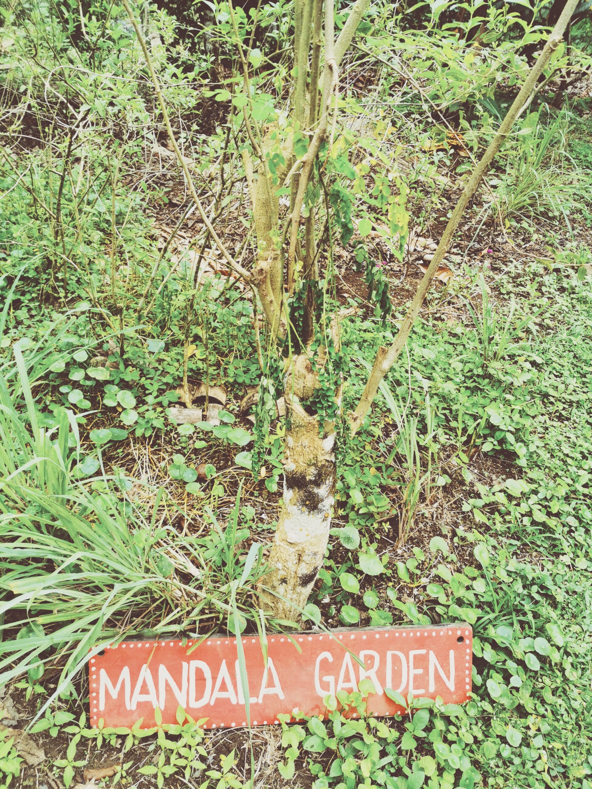 Lugnet före stormen