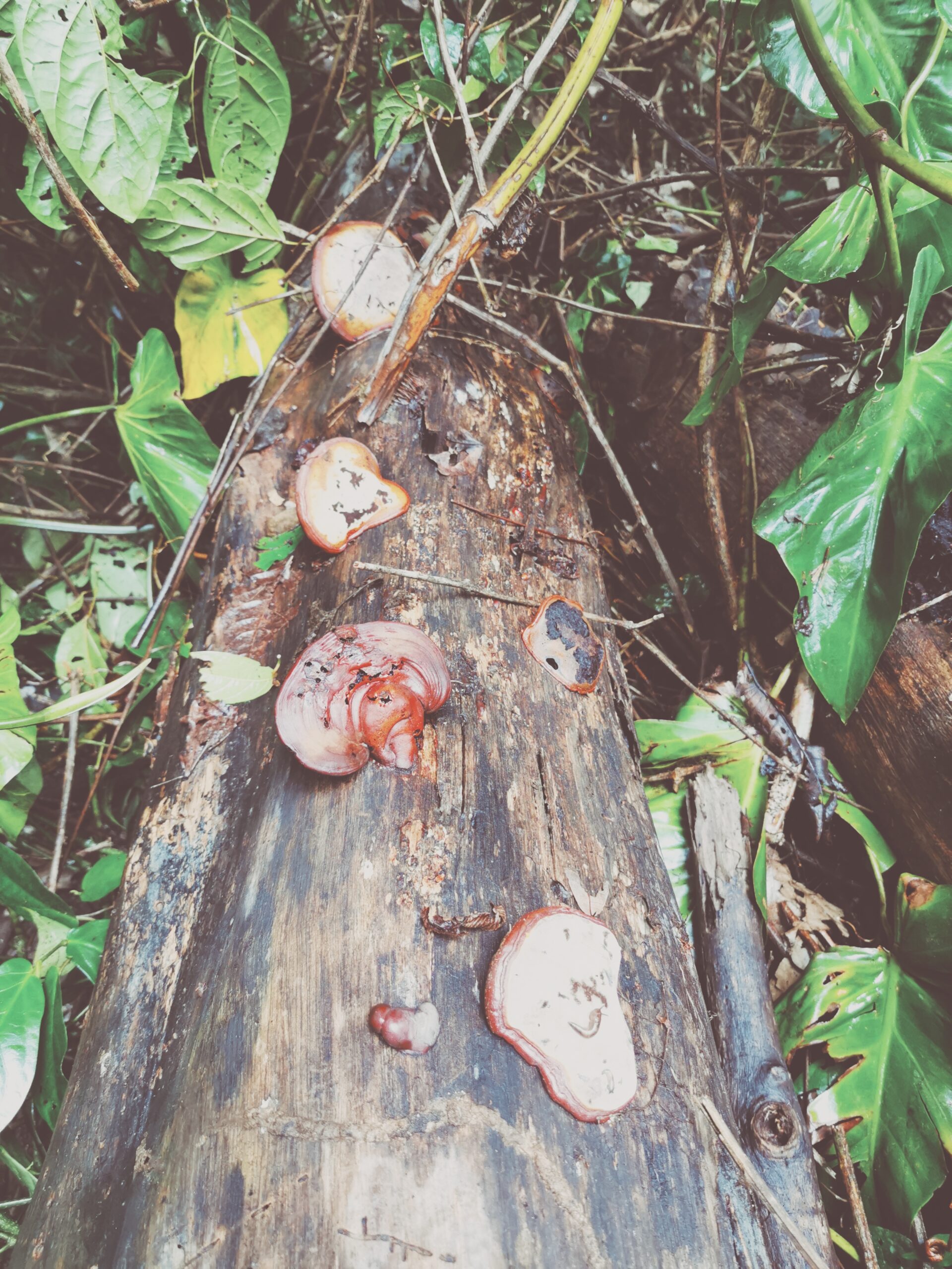 Lugnet före stormen