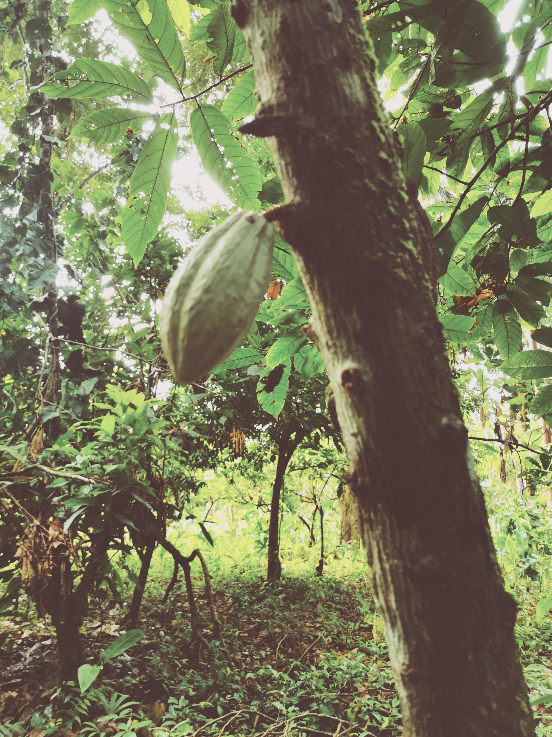 Lugnet före stormen