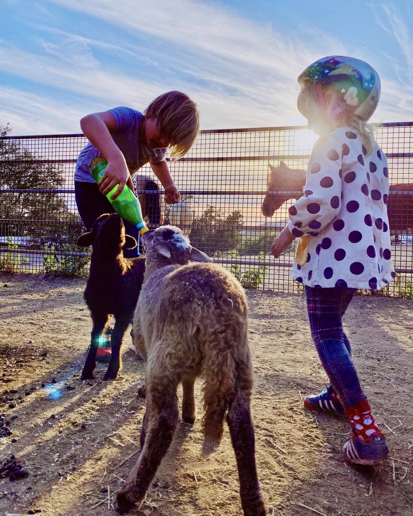 Lamm och jordbävningar