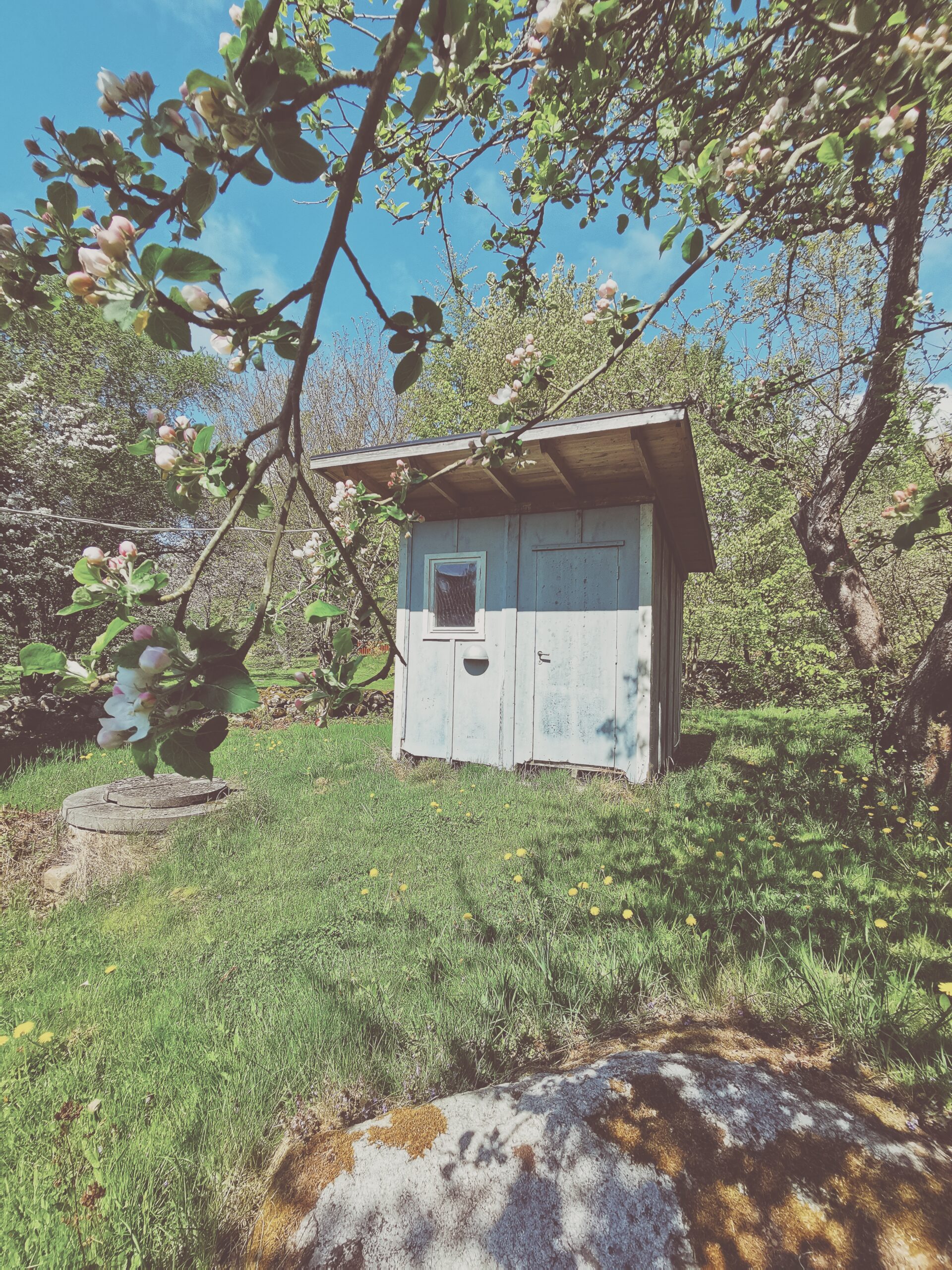 Den vilda Äppelskogen