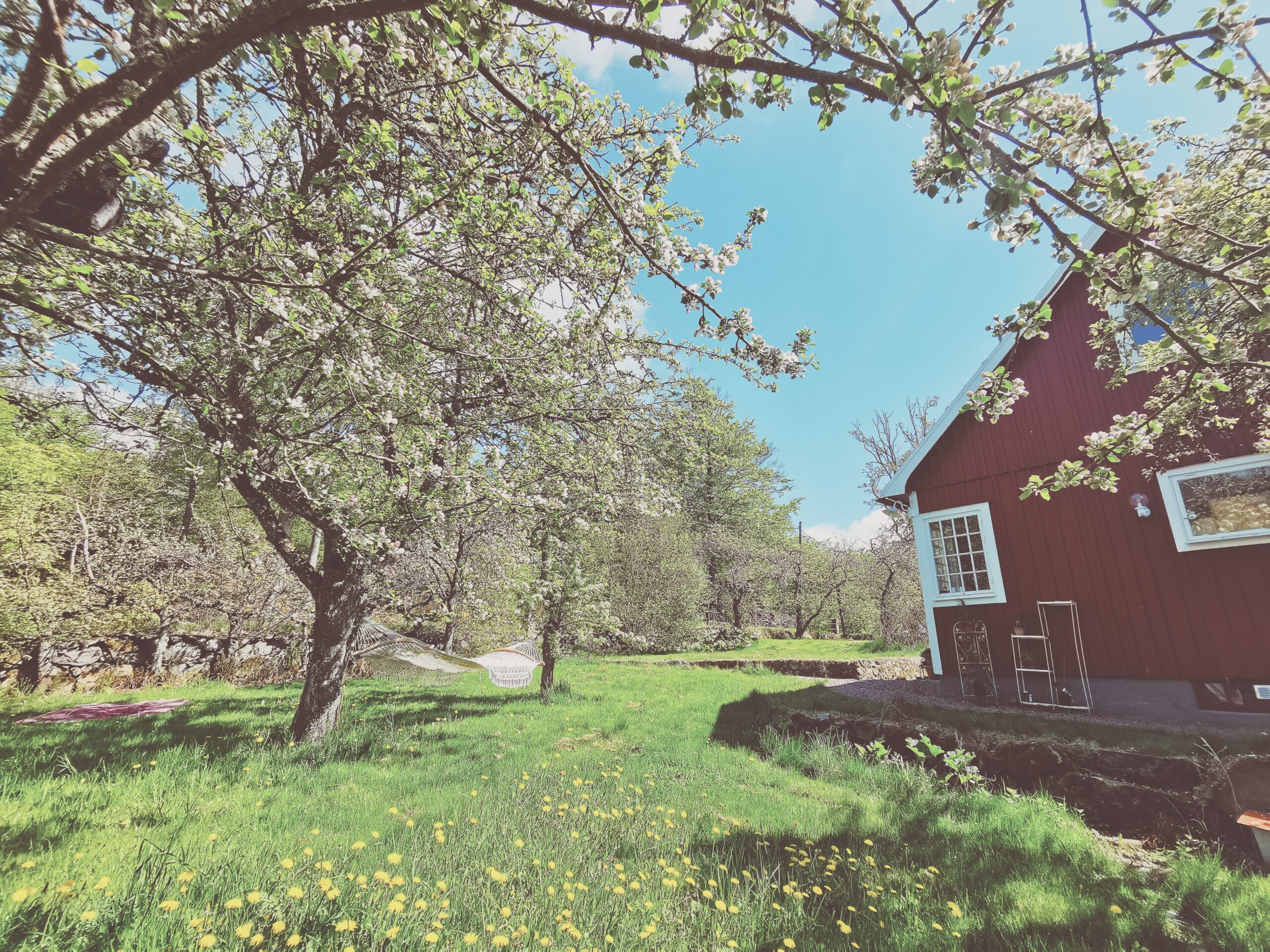 Den vilda Äppelskogen
