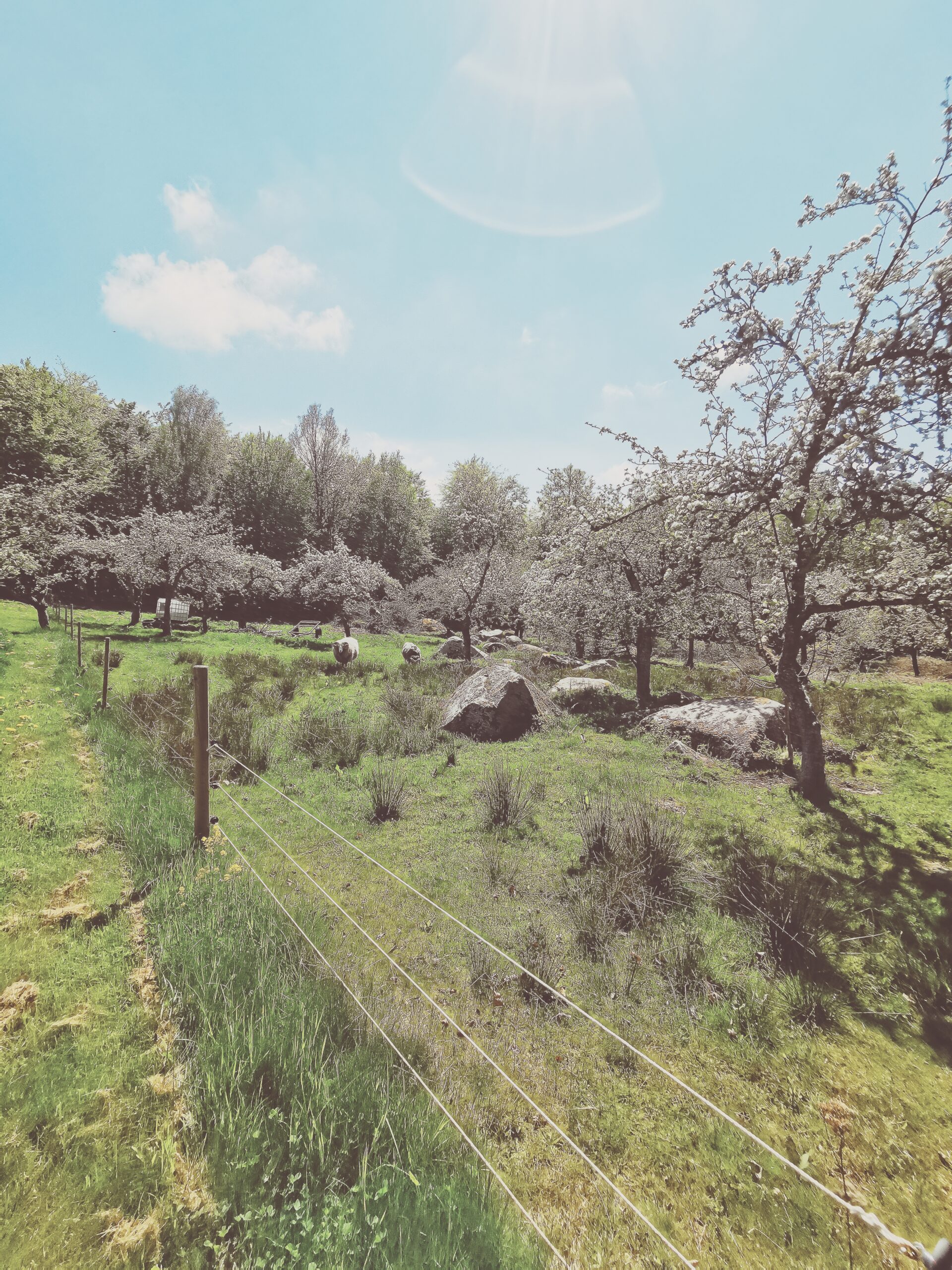 Den vilda Äppelskogen