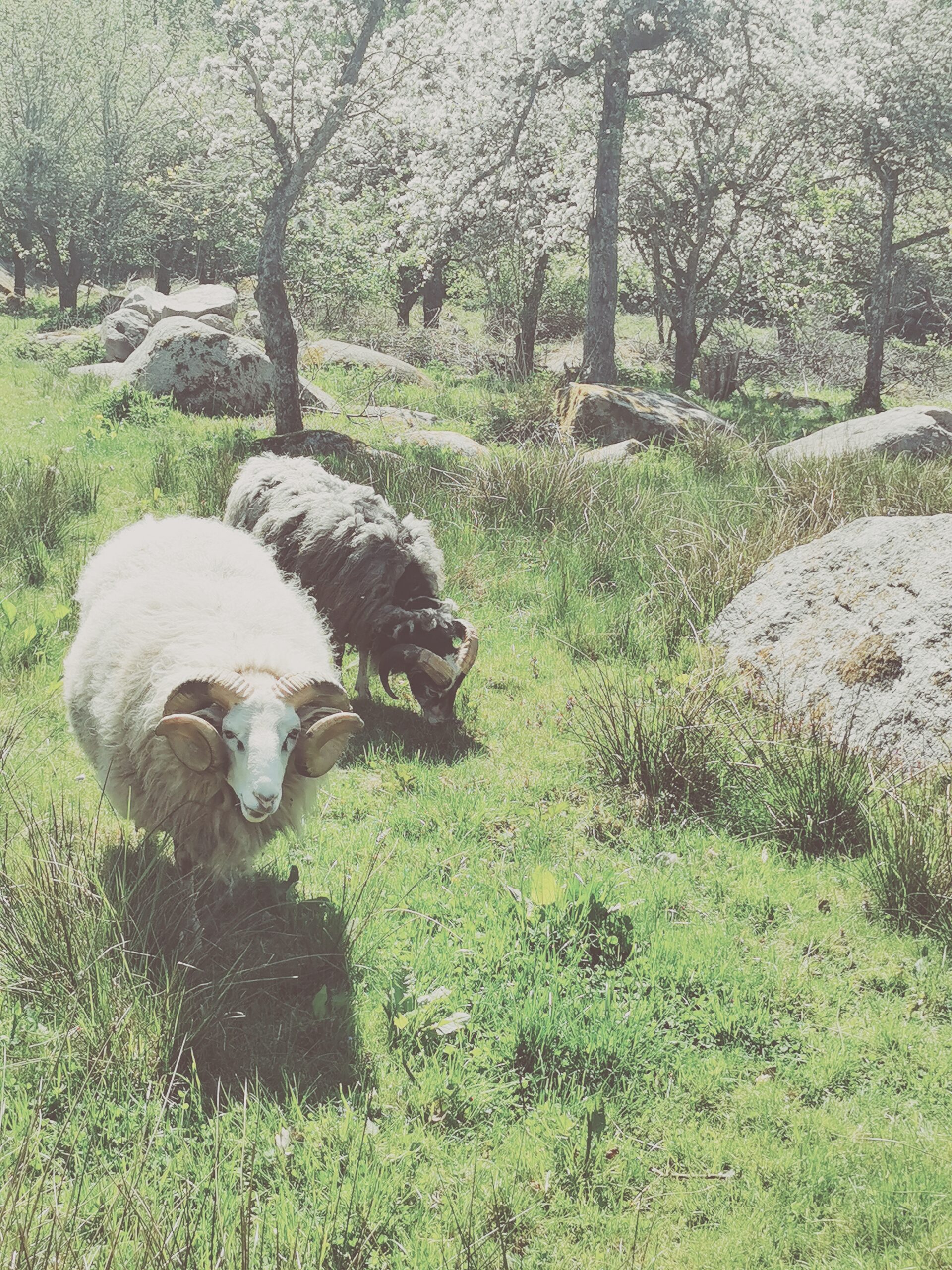 Den vilda Äppelskogen