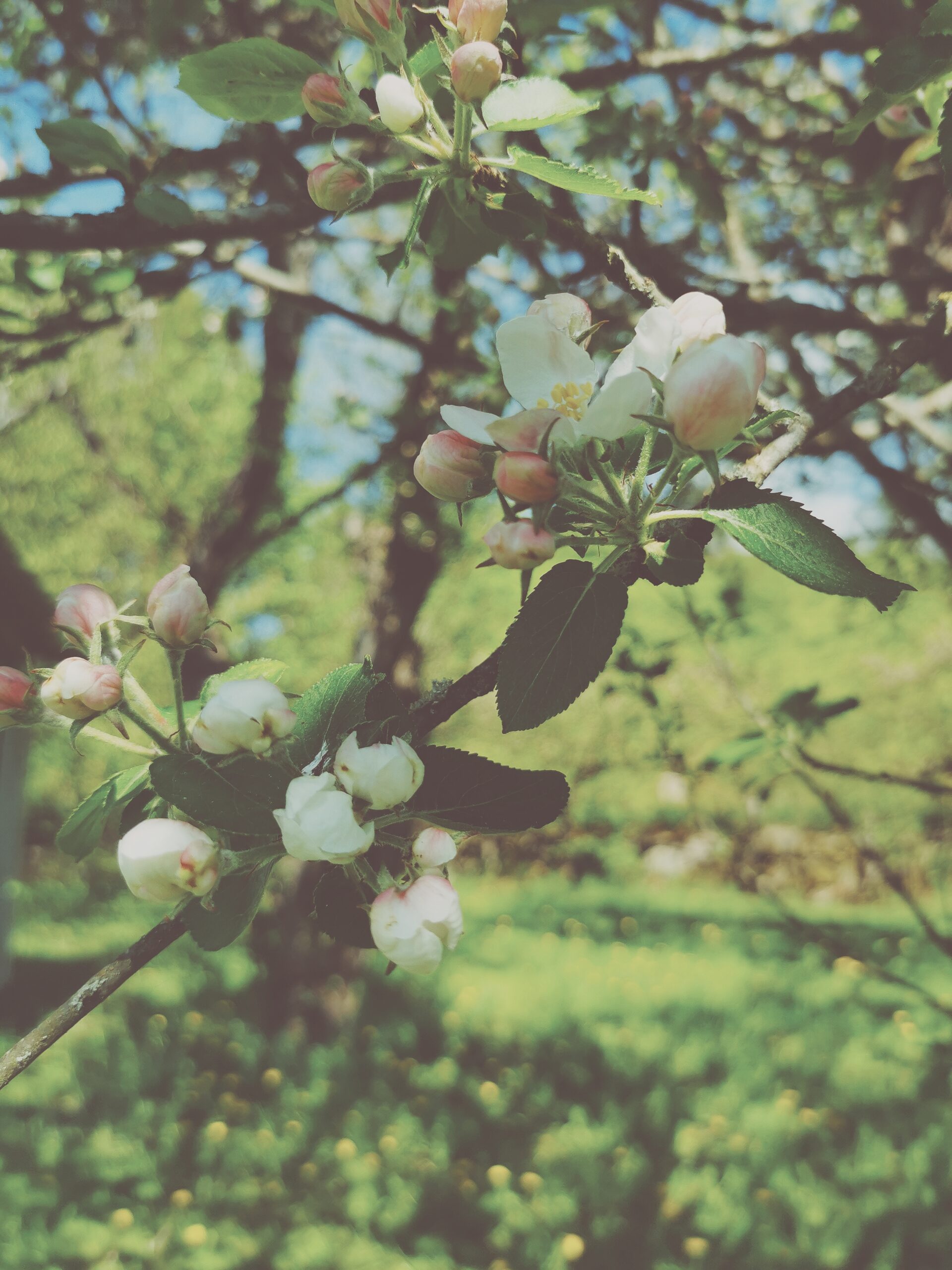 Den vilda Äppelskogen