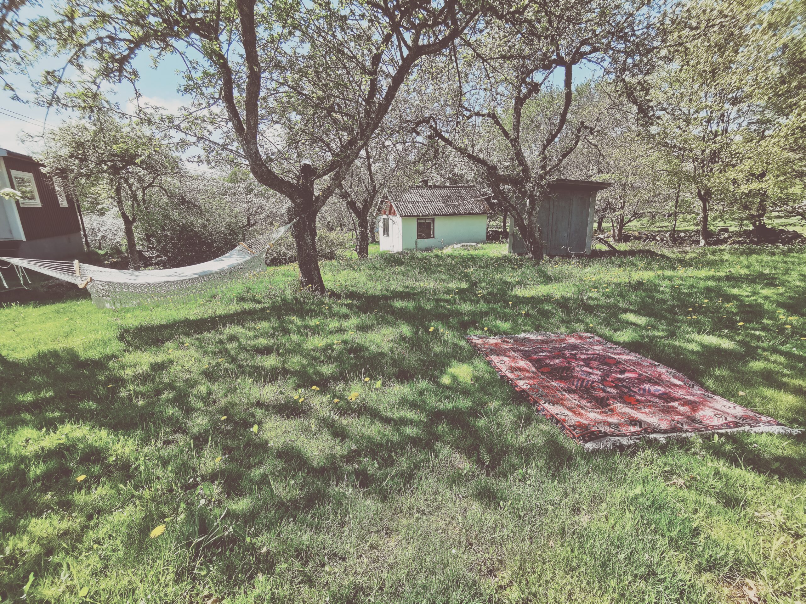 Den vilda Äppelskogen