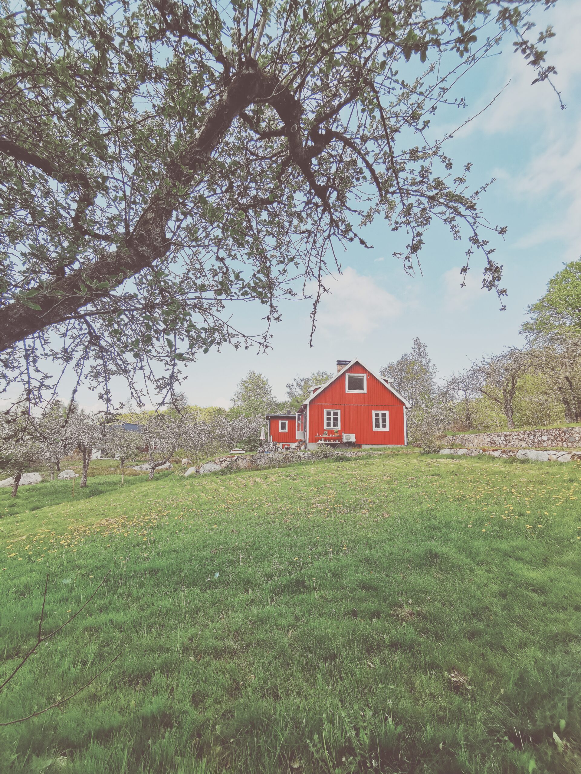 Den vilda Äppelskogen