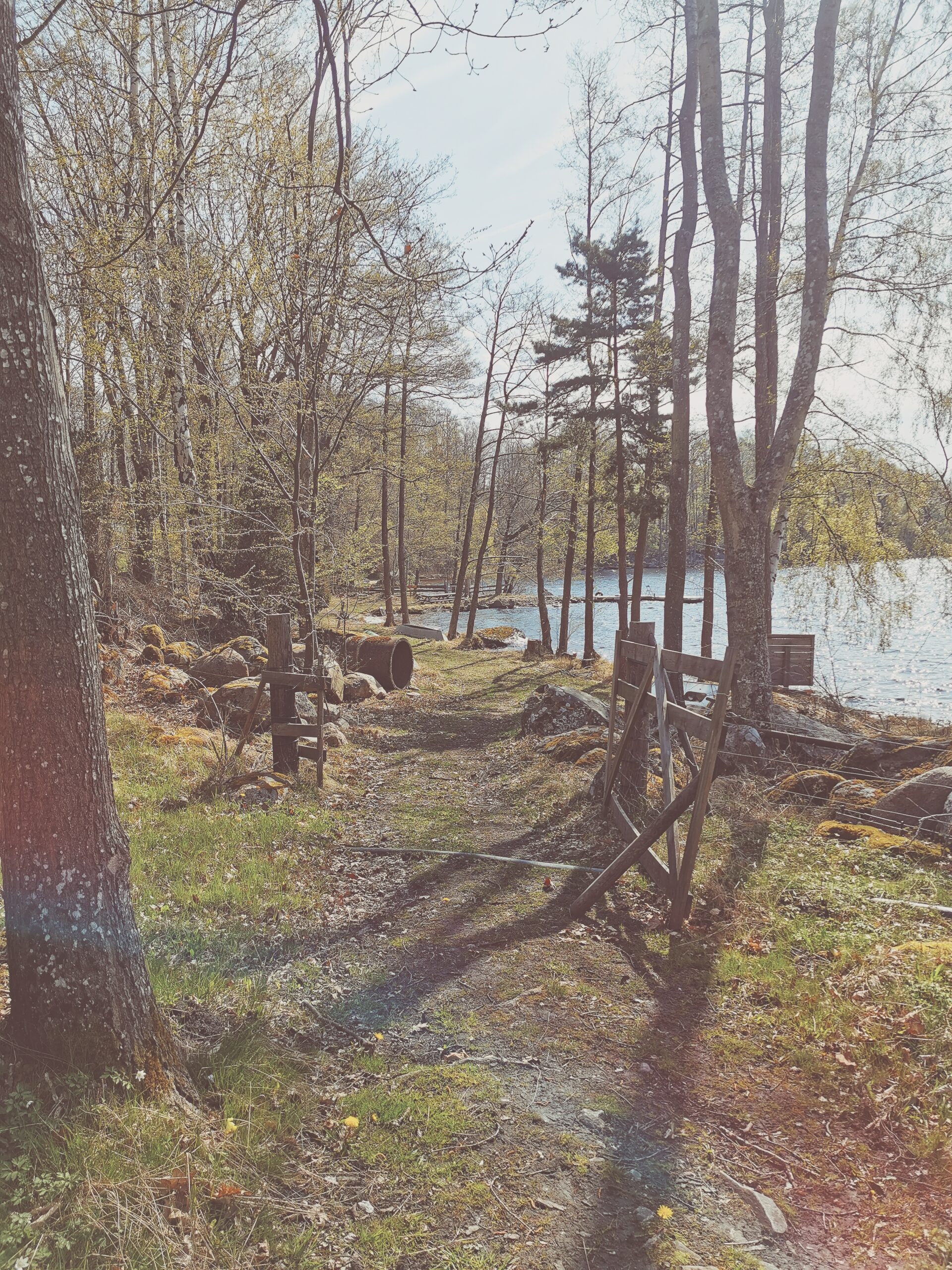 Den vilda Äppelskogen