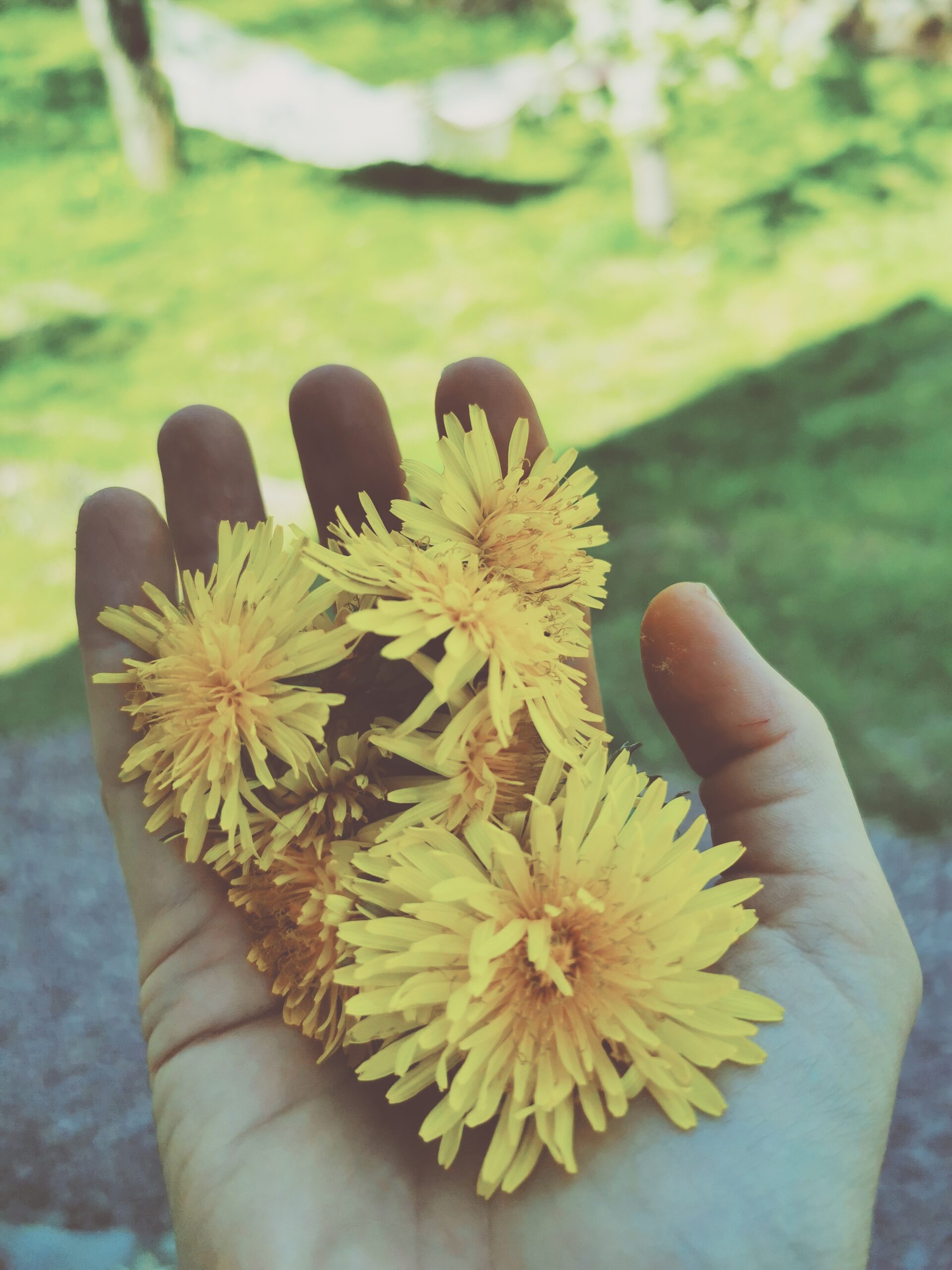 Den vilda Äppelskogen