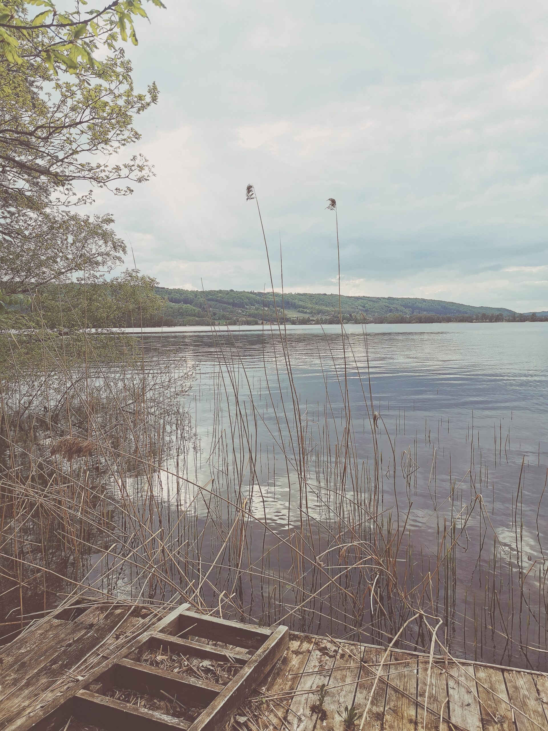 Den vilda Äppelskogen