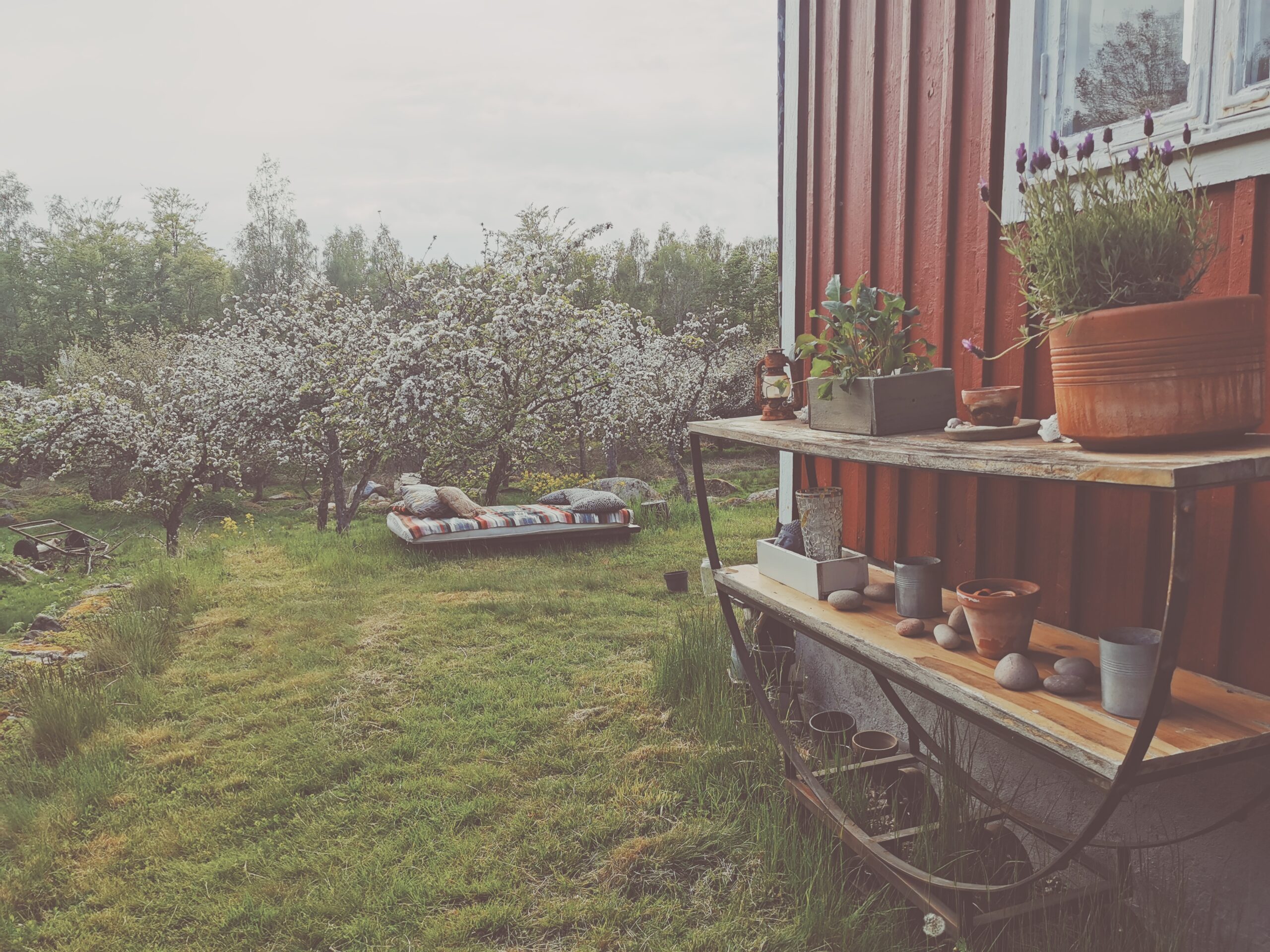 Den vilda Äppelskogen