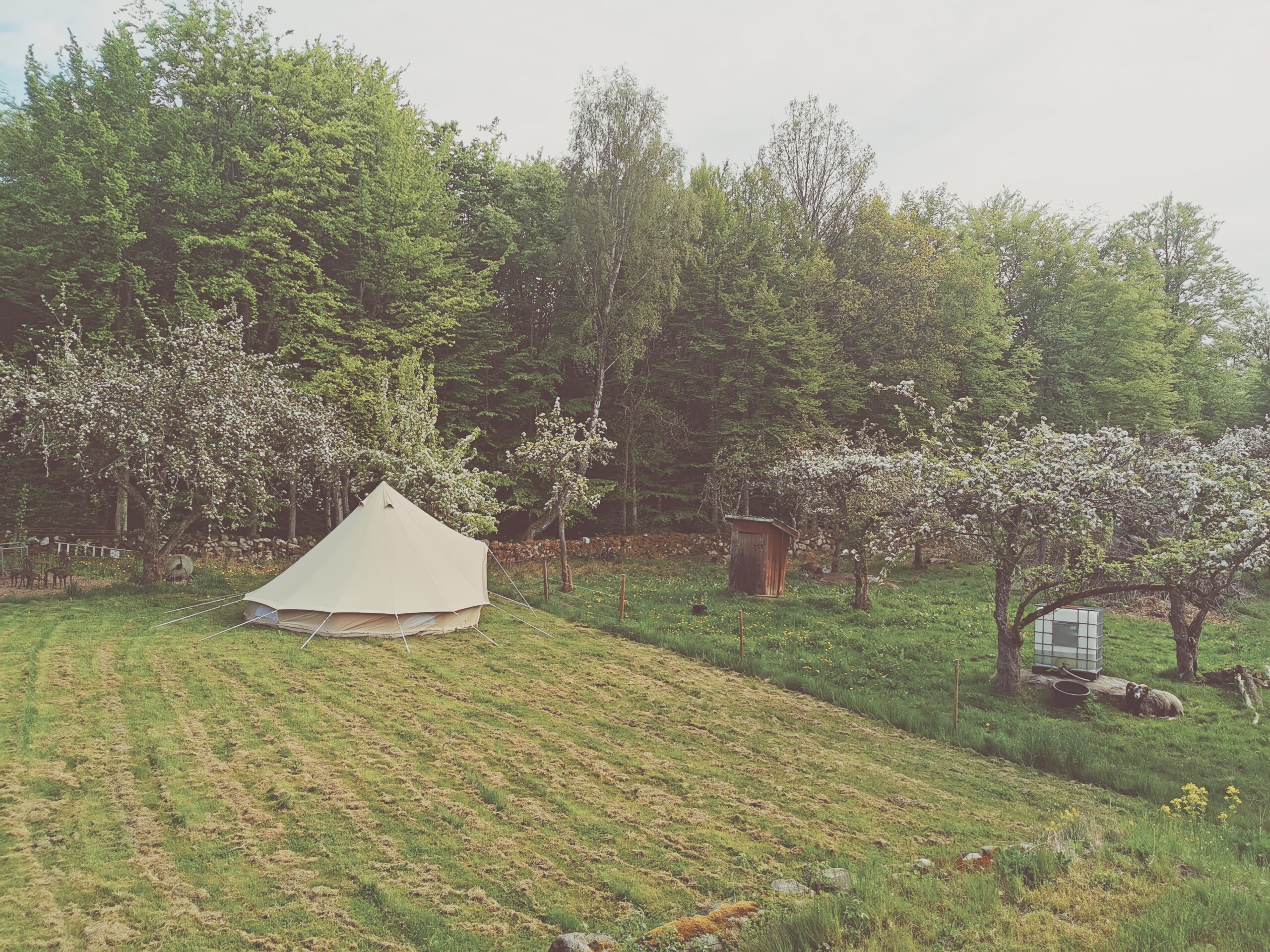 Den vilda Äppelskogen
