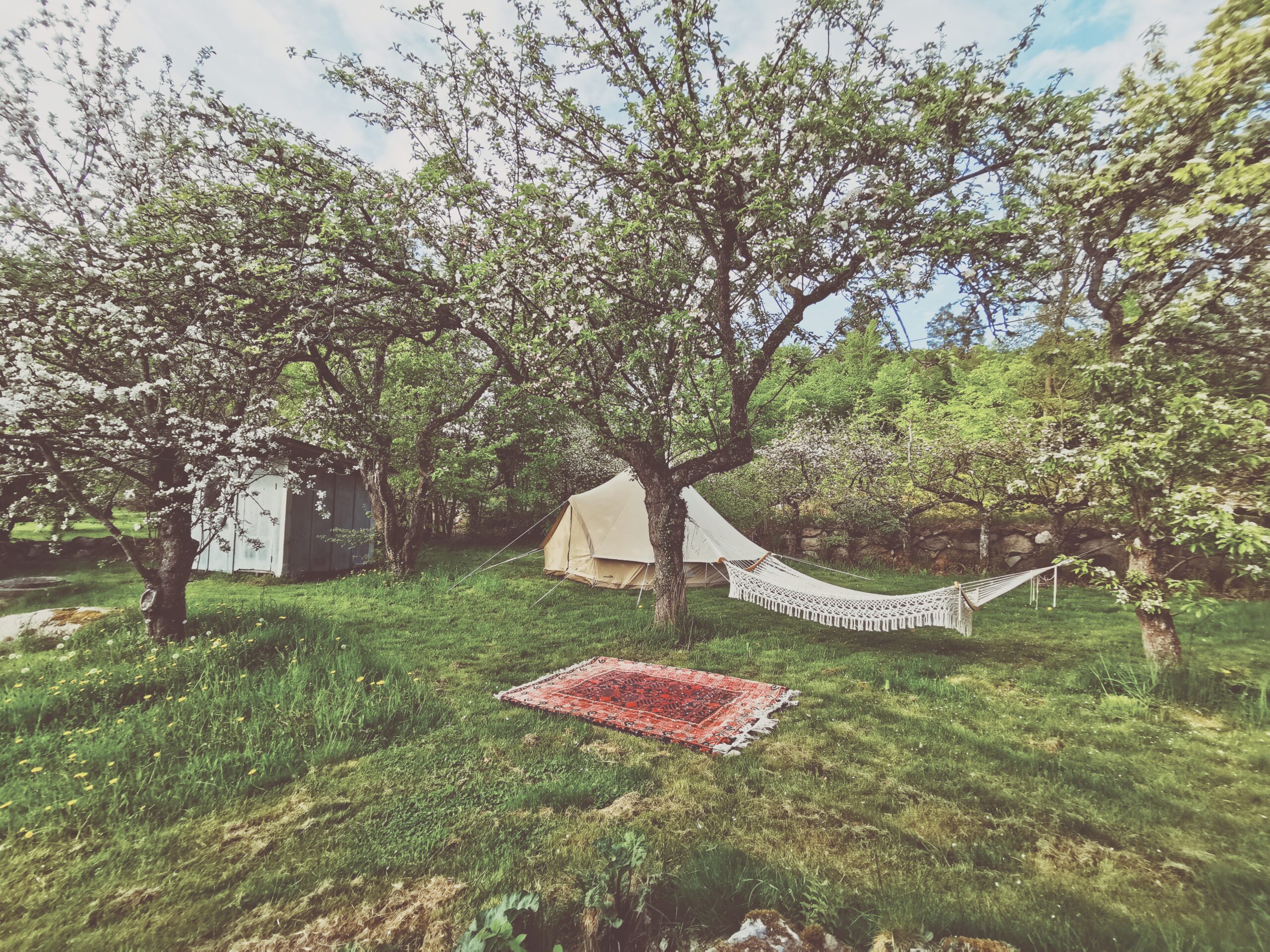 Den vilda Äppelskogen