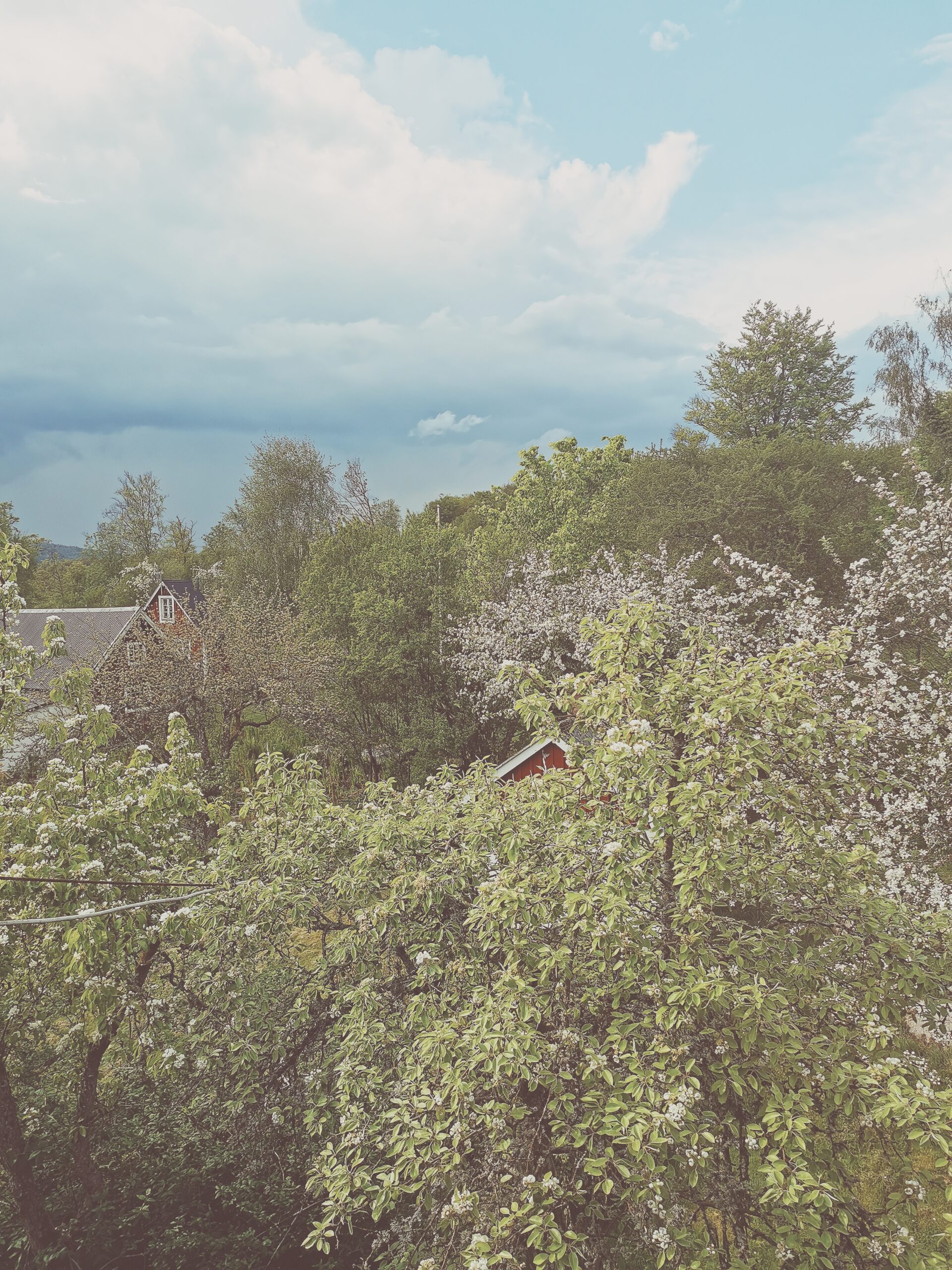 Den vilda Äppelskogen