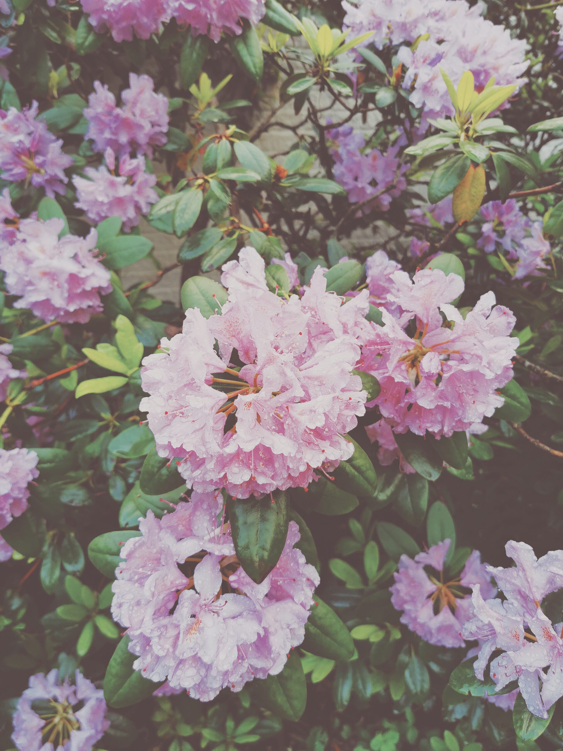 Garden party hos Frida