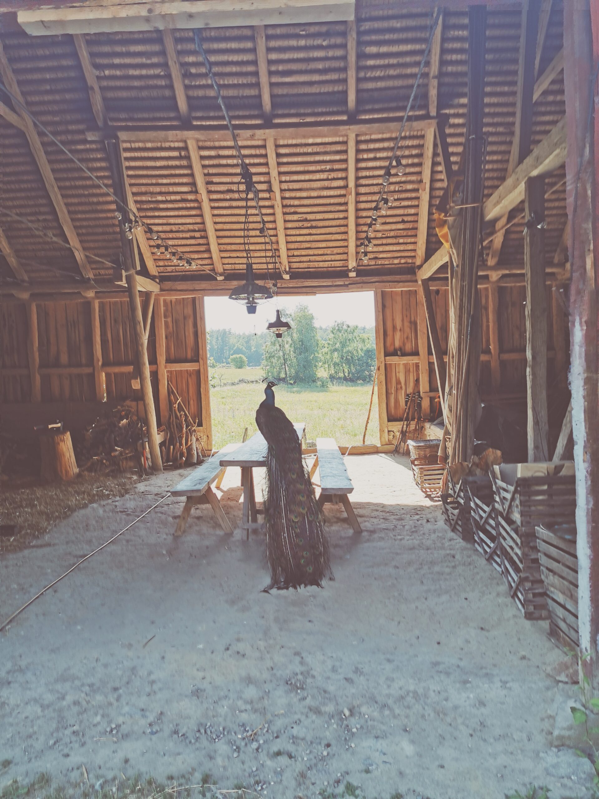 Kakao ceremoni på Fiskabäck