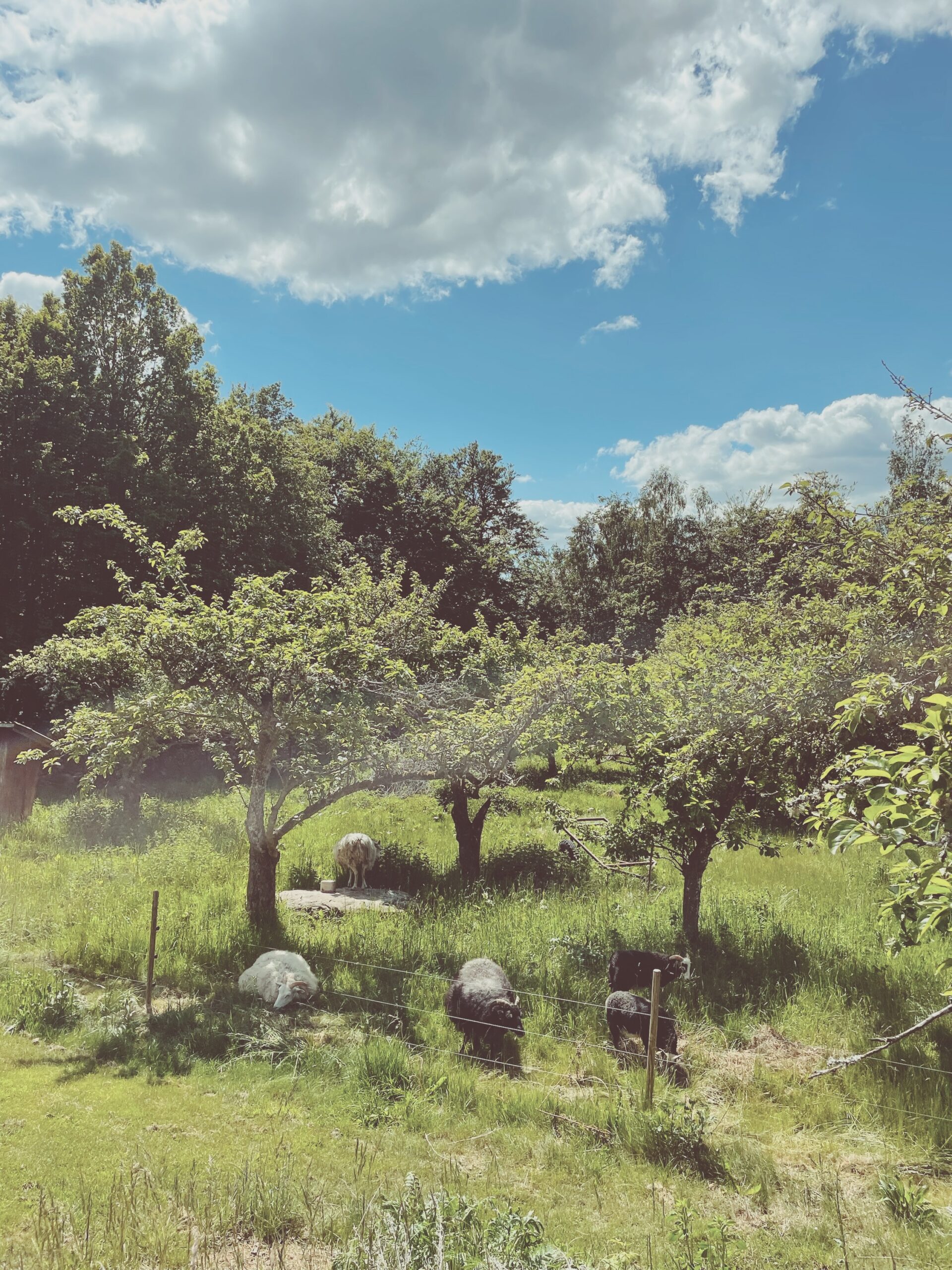 Healing Retreat at The Wild Meadow