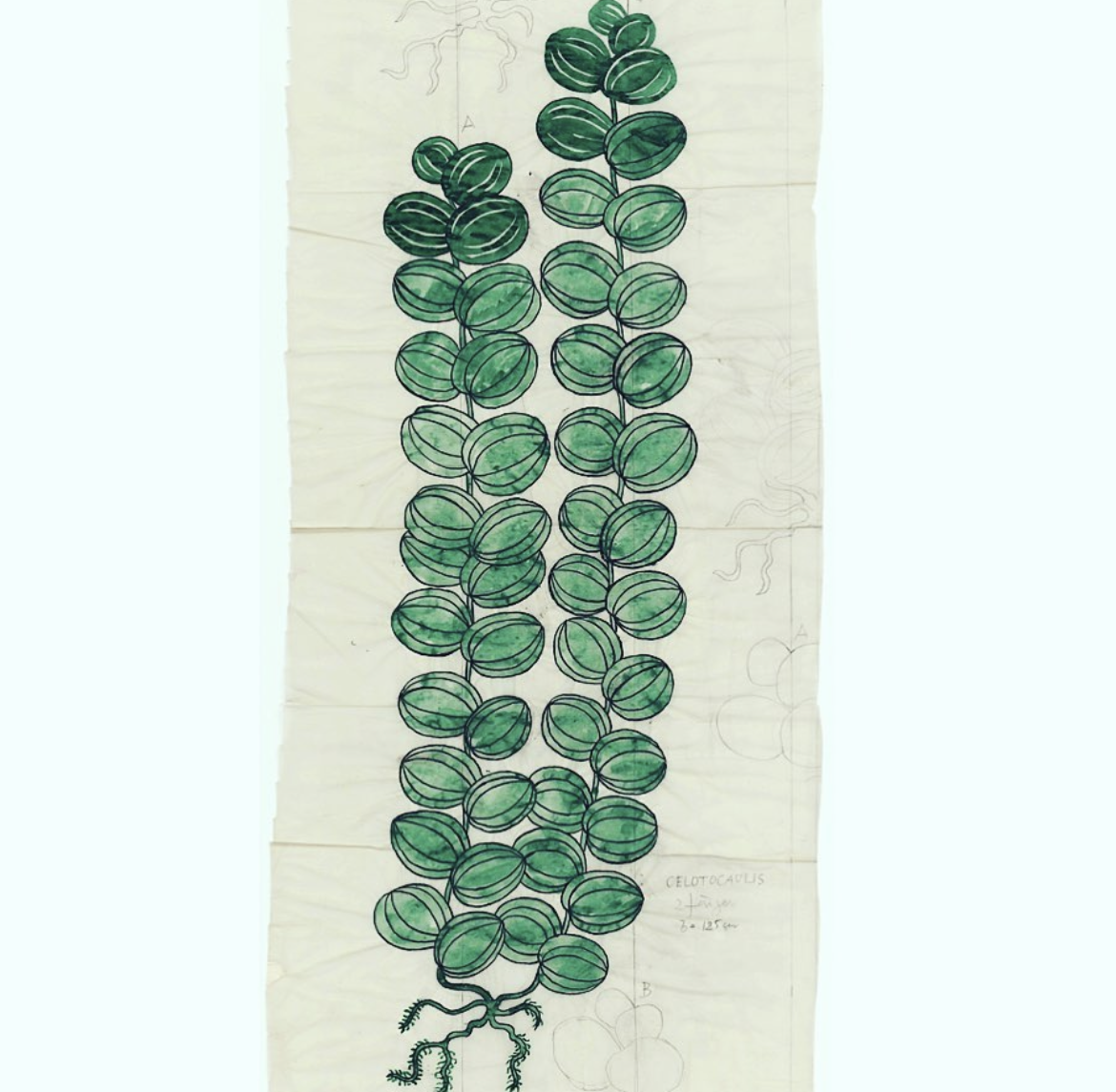 Celotocaulis