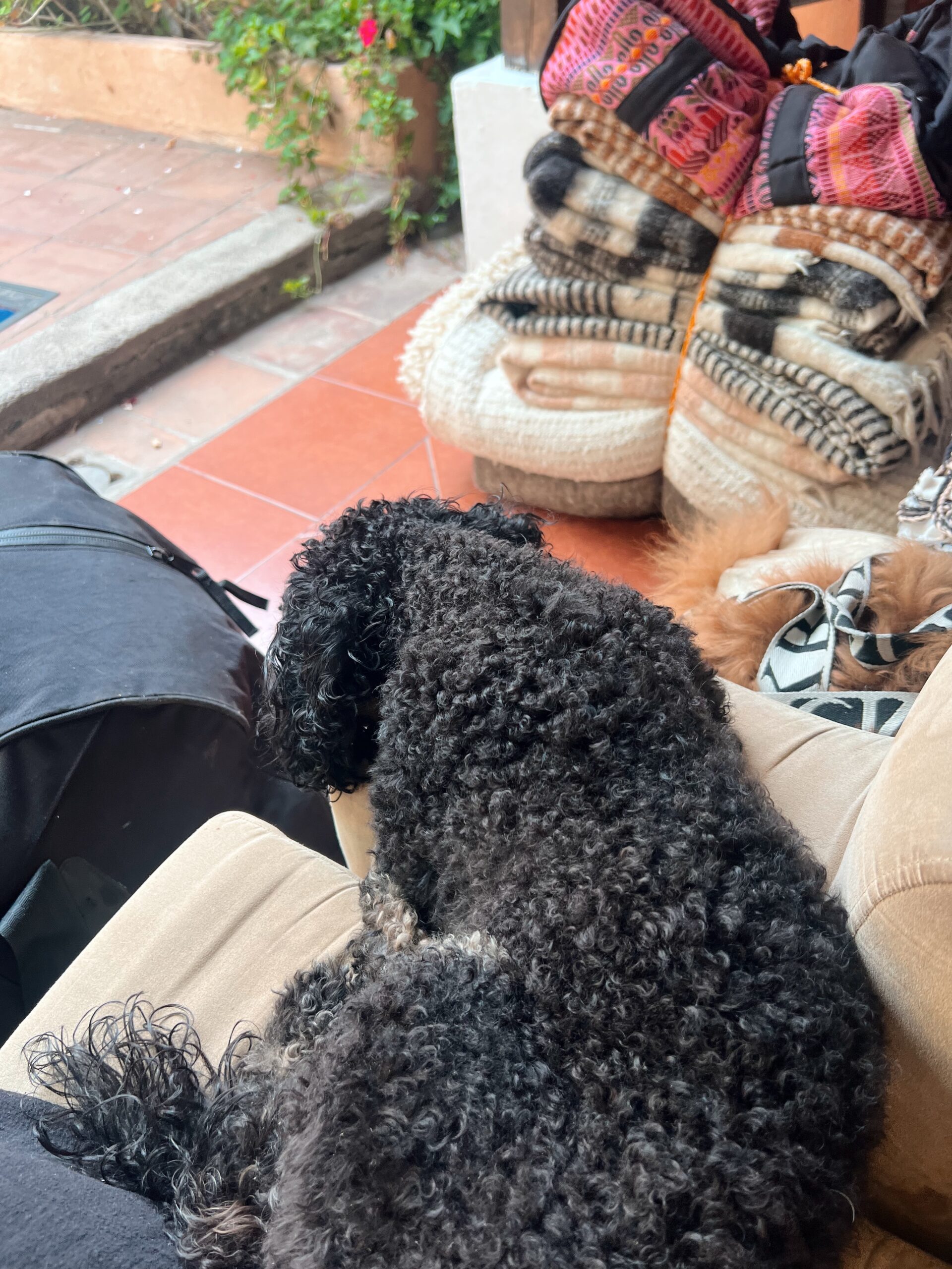 Traveling to Mexico and Central Amerika with a dog