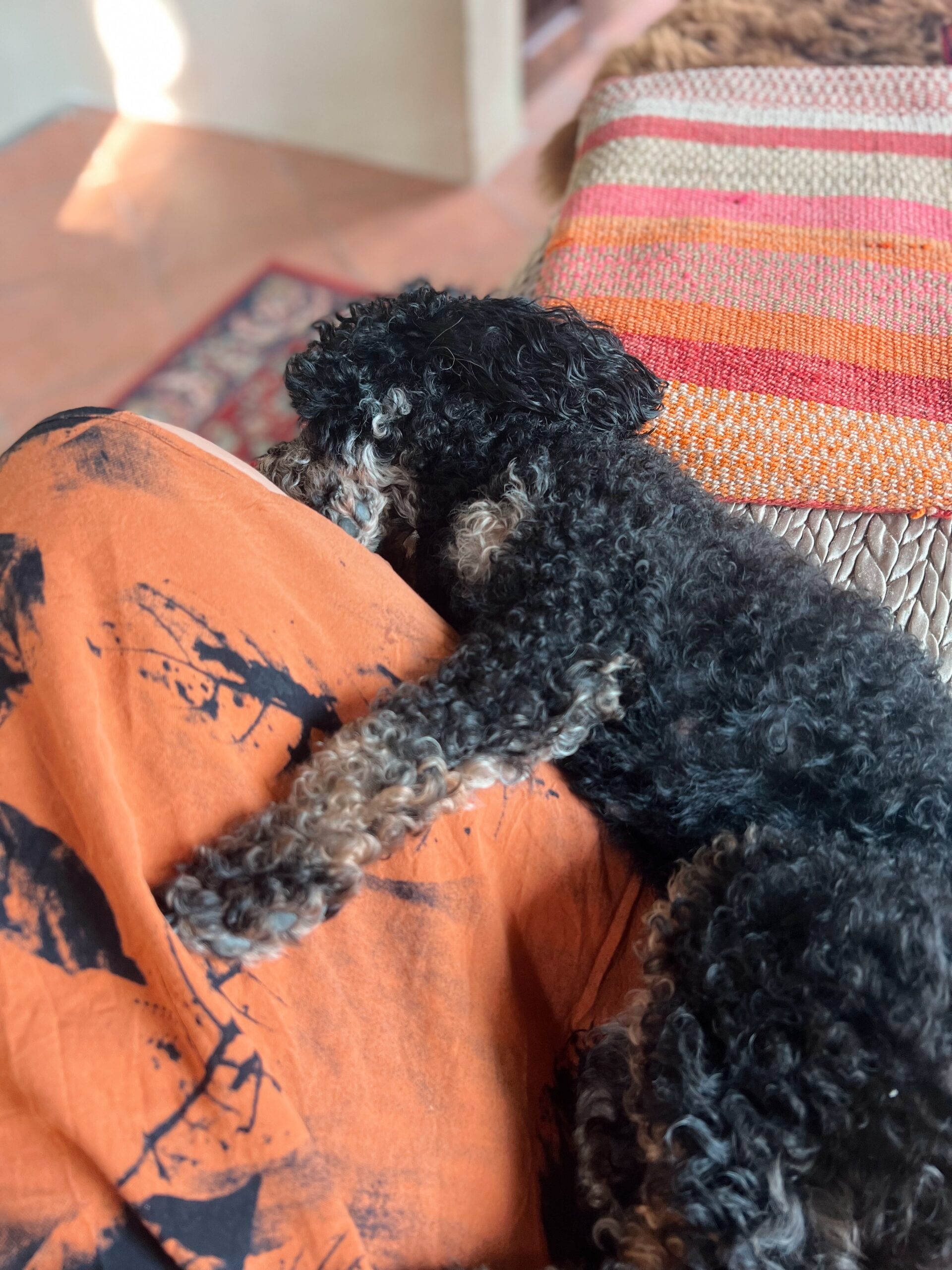 Traveling to Mexico and Central Amerika with a dog