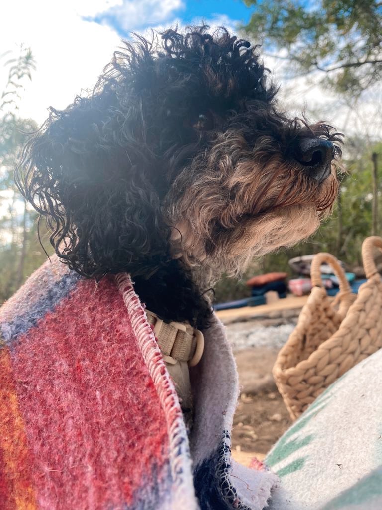 Traveling to Mexico and Central Amerika with a dog