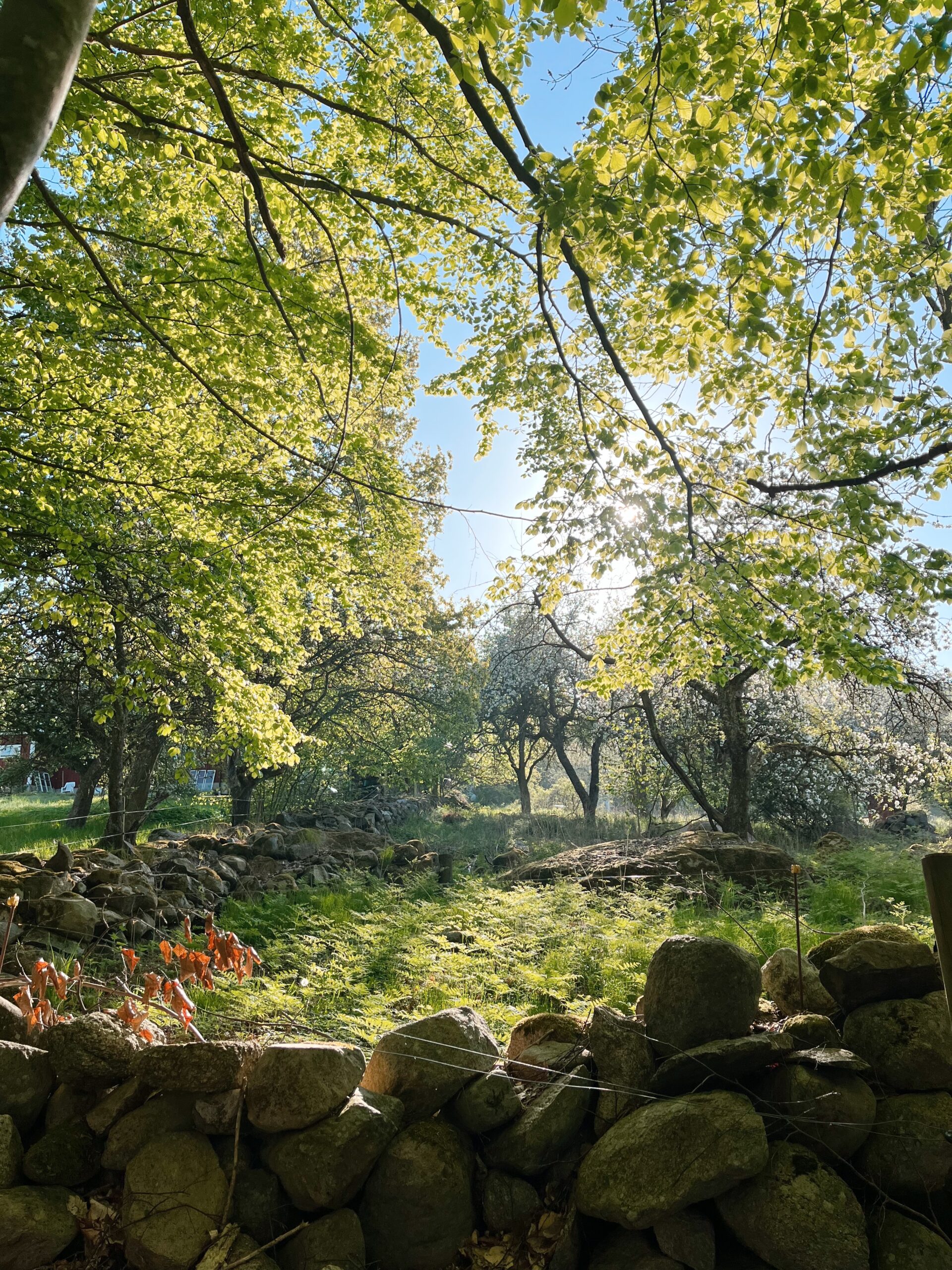 Ceremonial Breathwork Training in The Wild Meadow/ Breathwork kurs Skåne