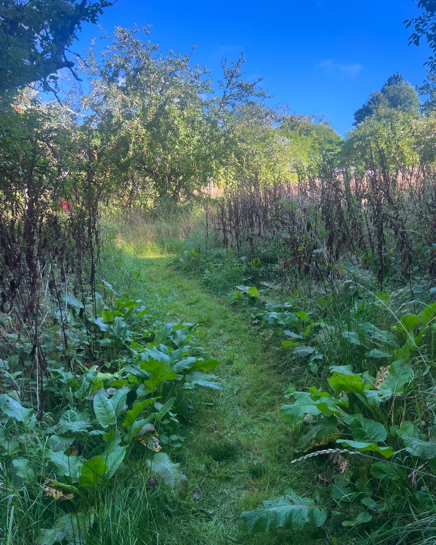Womens camp – med wild cacao collective