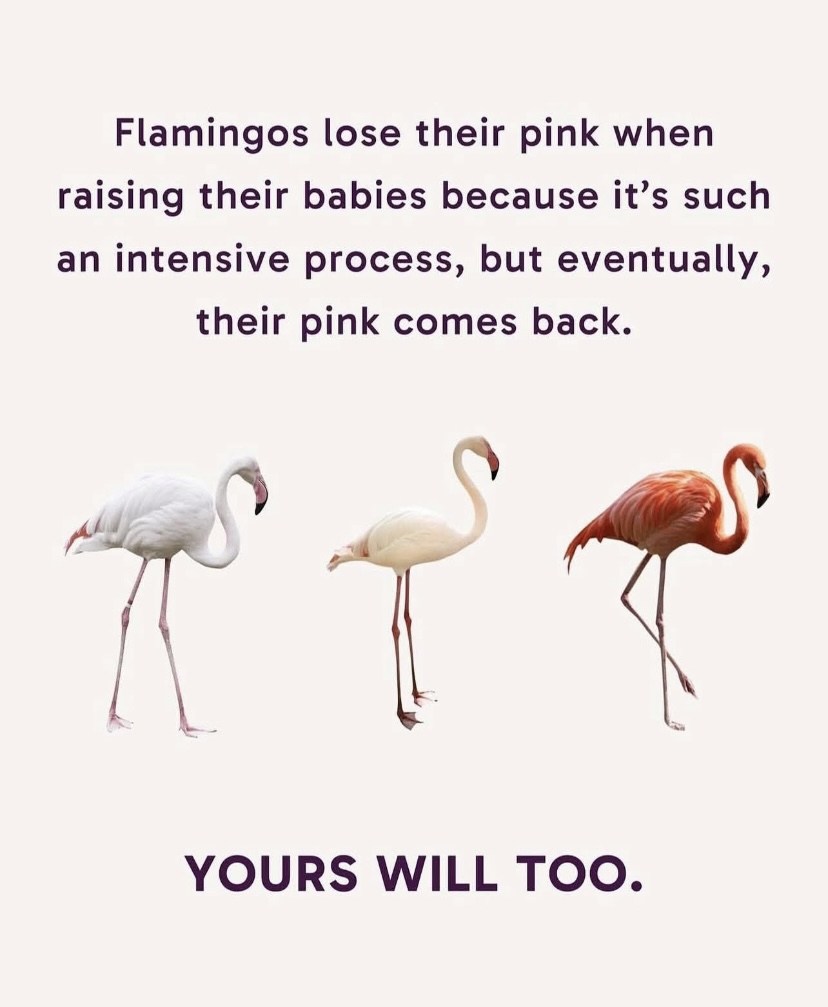 Att för en stund ha tappat sitt rosa
