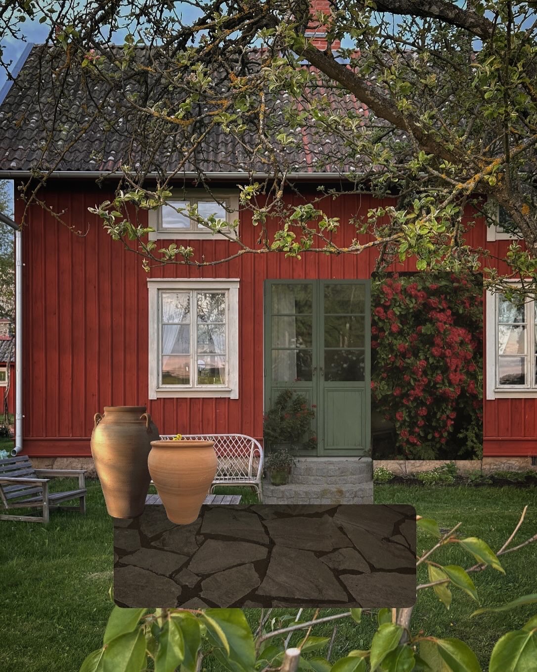 Maj och en ny klematisfavvo