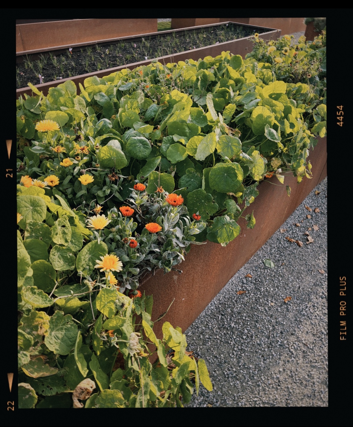 Gåsamiddag på Österlen..