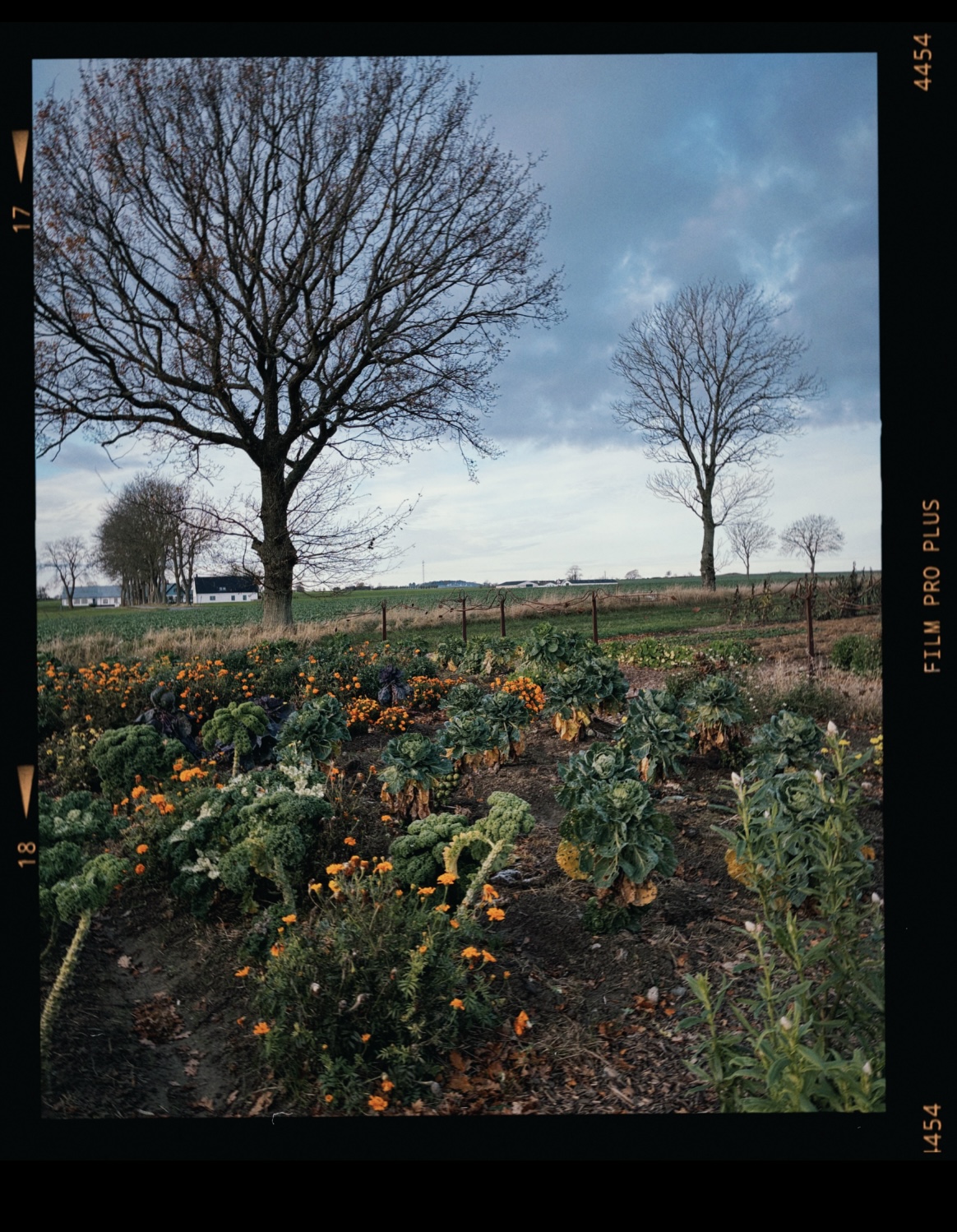 Gåsamiddag på Österlen..