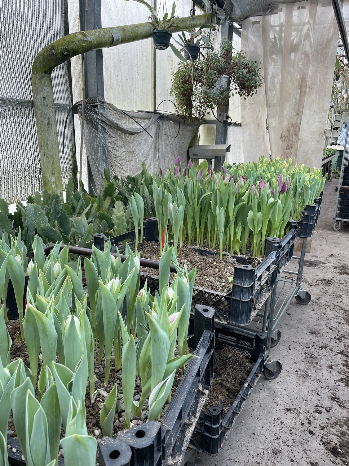 En grön upptäcksfärd..