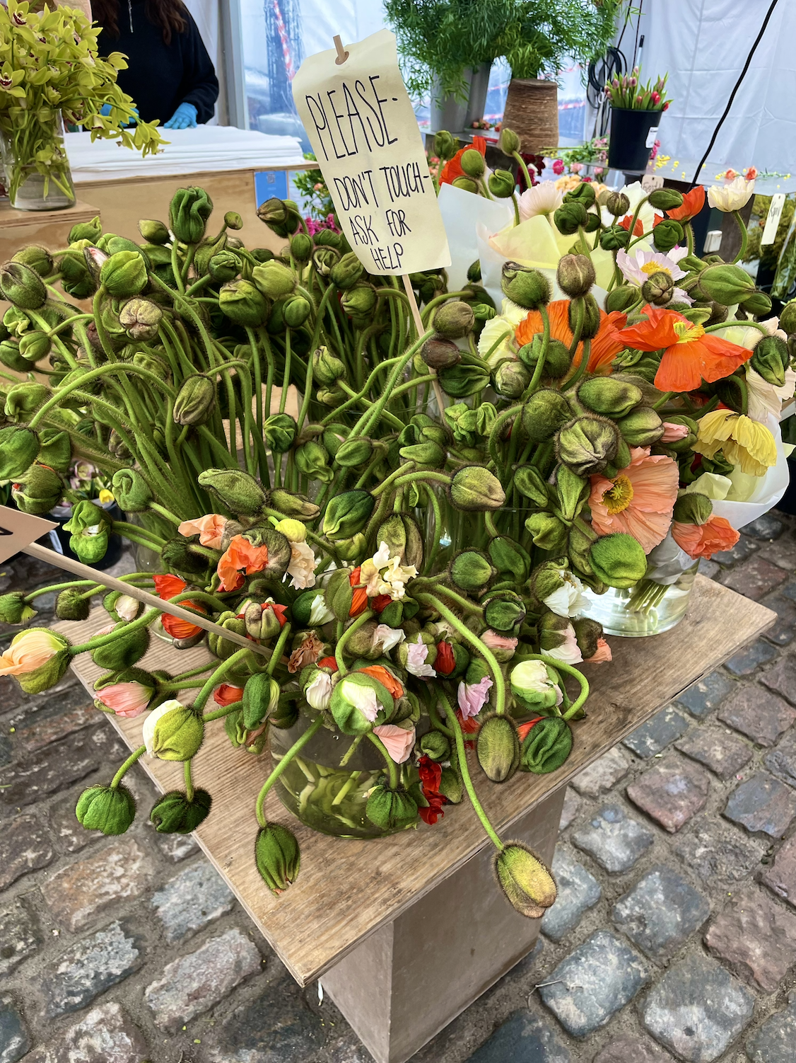 Magnolia, agretti & plusgrader